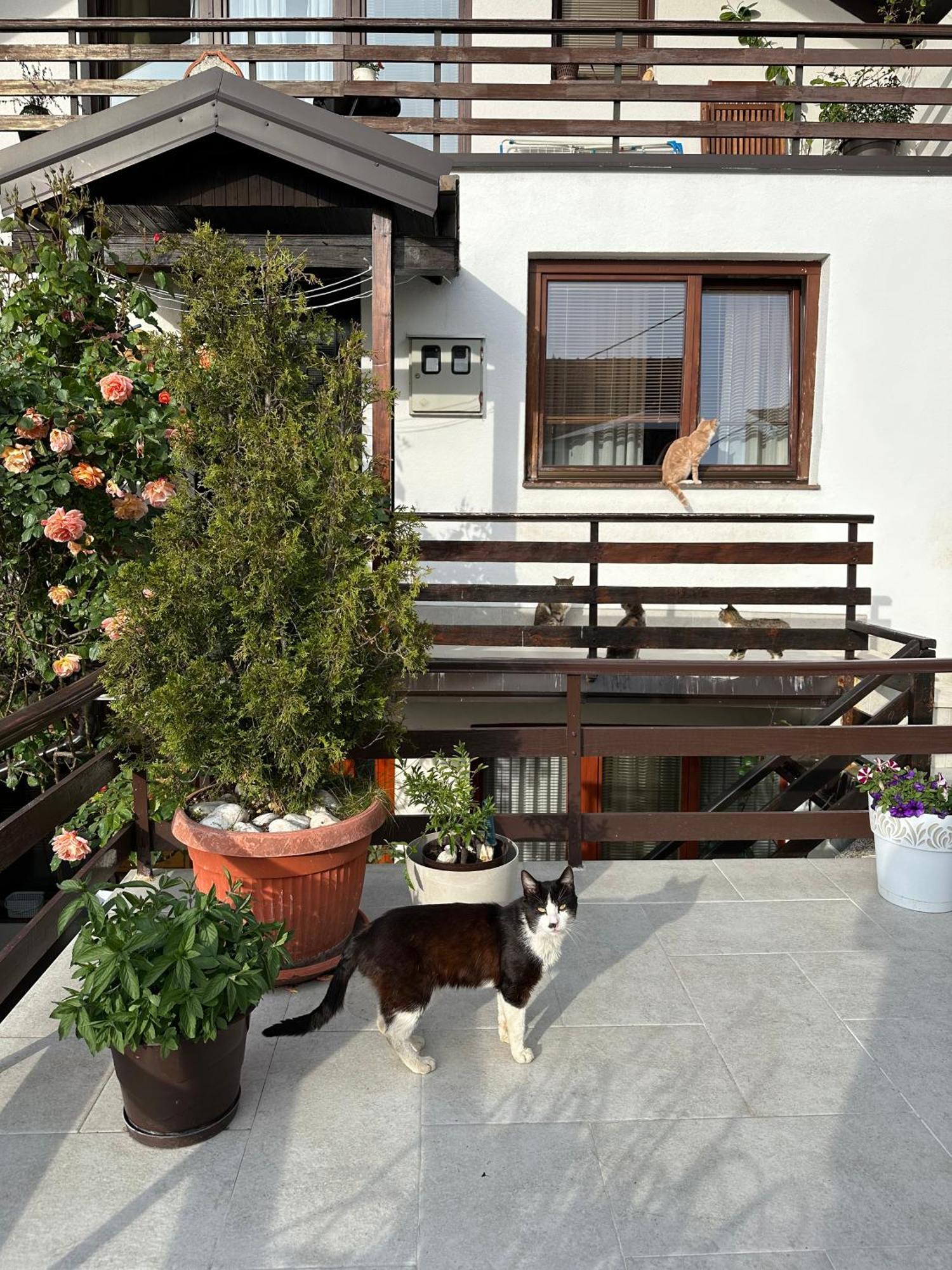 Yasmin Apartment Sarajevo Bagian luar foto